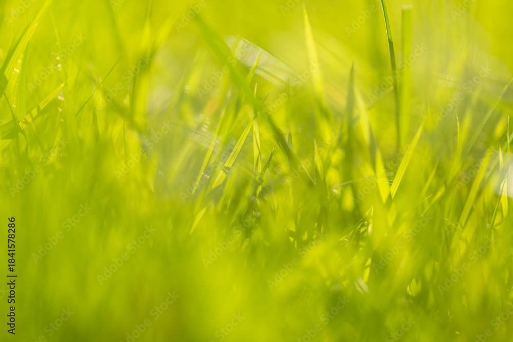 Obraz premium Green grass and soft-focus sunlight,Spring scenery with fresh green grass, half blurred background, soft focus