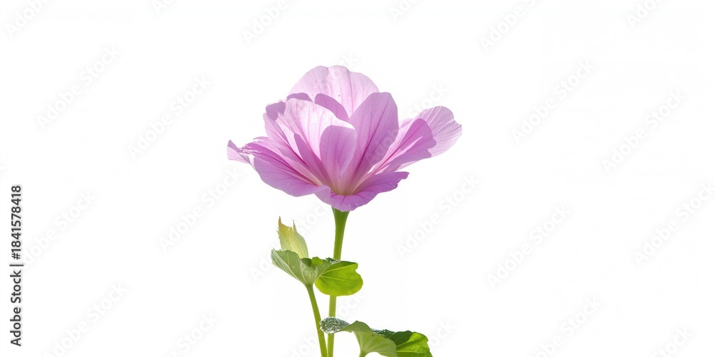 Fototapeta premium Blooming African geranium in sunny September, seasonal flowering