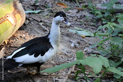 Domestic Muscovy Duck