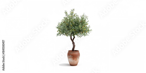 Olive tree in a rusty flowerpot on a white background, plant preservation during seasonal changes