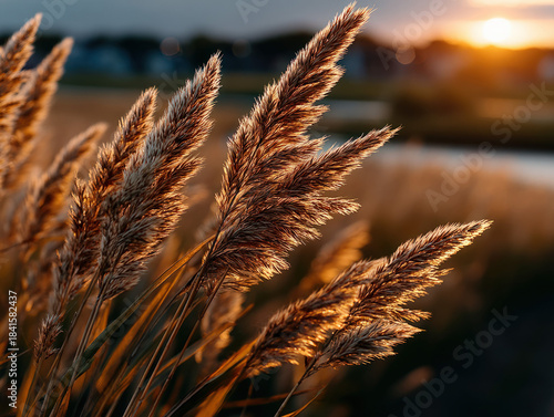 Summer sunset background