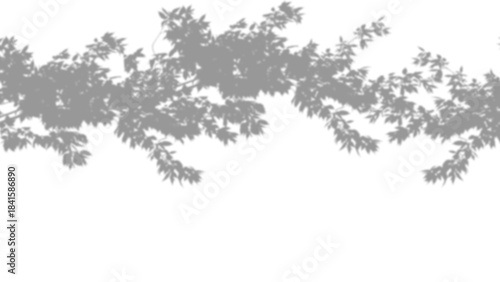 Overhead Tree Branch Shadow Overlay isolated on a transparent background 