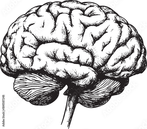 Human brain sketch style vector illustration