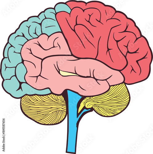 Structure of human brain schematic vector