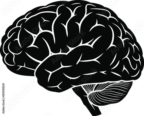 Detailed Human Brain Anatomy Vector Illustration