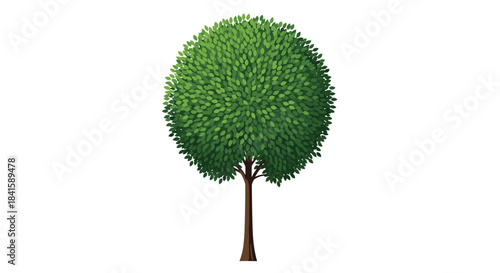 Simple and elegant illustration of a single deciduous tree with a perfectly round crown of lush green leaves and a brown trunk.