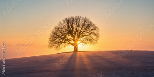 A bare Oak Tree on a hill during a winter sunrise, seasonal change