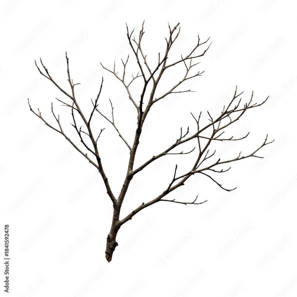 Obraz premium hyperdetailed macro photograph of a gnarled, skeletal bare branch with intricate fine twigs, isolated on a sterile white background with copy space, architectural natural design concept