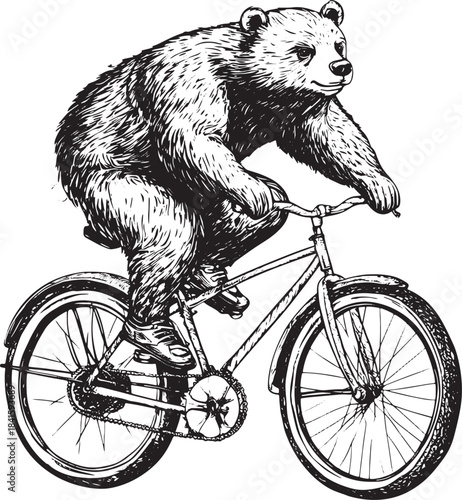 Bear on bicycle engraving style vector