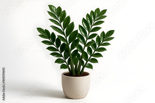 ZZ Plant Elegance