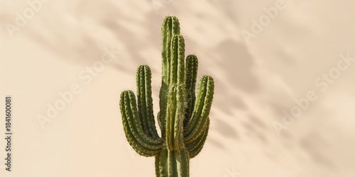 Green cactus plant in a pot used as a decorative indoor feature, ideal for home or office aesthetics