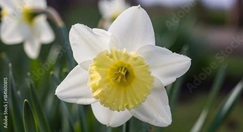 Close up of a white and yellow daffodil flower in a natural outdoor setting
