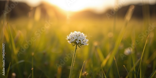 Fototapeta Naklejka Na Ścianę i Meble -  Yarrow flowers in full bloom within a summer meadow, highlighting natural flowering patterns for ecological research