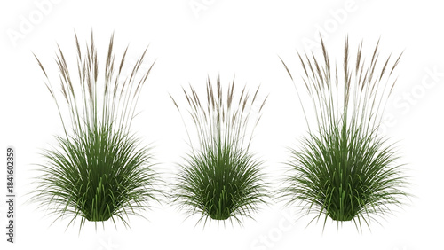 Lush green ornamental grass plants with tall feathery plumes for landscape design
