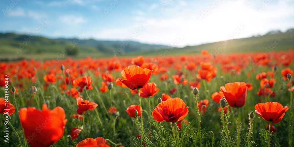 Obraz premium A vibrant field of red poppies with lush green stems and leaves, suitable for a floral background or nature layout