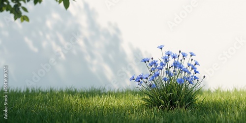 Fototapeta Naklejka Na Ścianę i Meble -  A meadow scene with cornflowers and grass near a white wall emphasizing natural plant growth