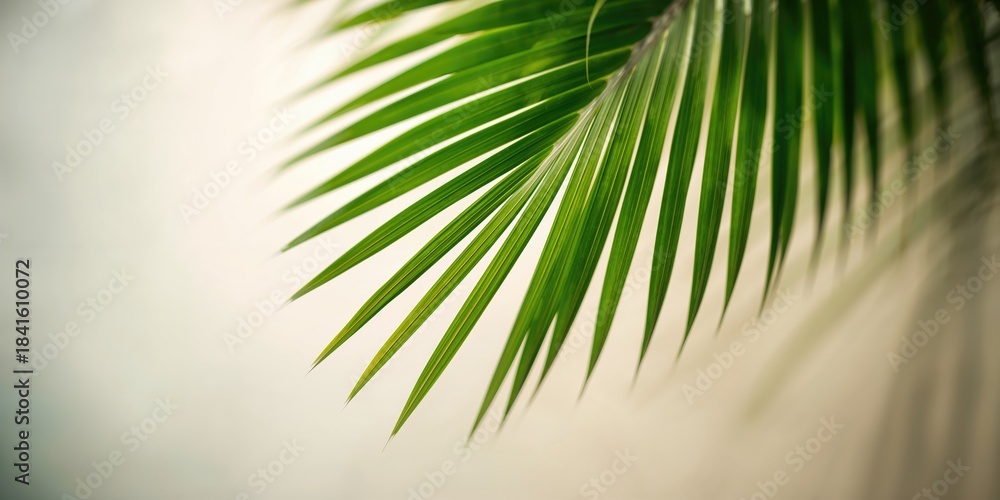 Fototapeta premium Close up of a green palm leaf texture used as a wallpaper background, natural patterns and surface detail