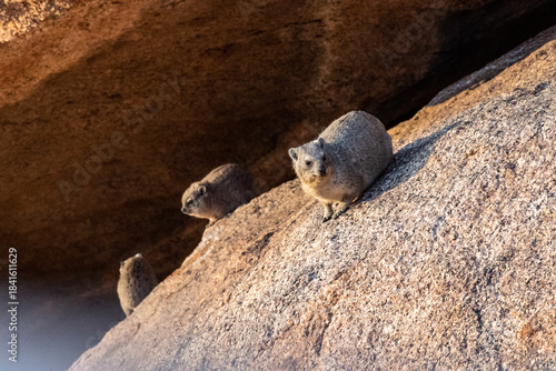 The Hyrax, or Dassie -Procavia capensis- is the evolutionary nearest relative of the elephant. Seen here climbing on the rocks near Spitzkoppe, Namibia.