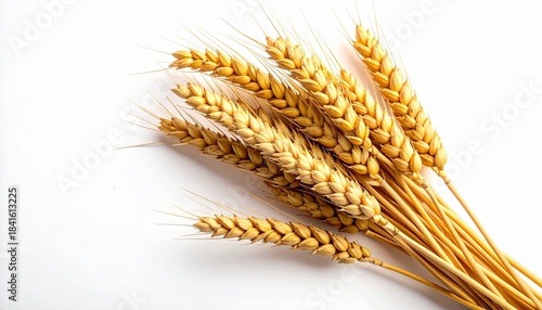Golden Wheat Stalks Against White Background Symbolizing Agricultural Maturity and Editorial Styling for Farming and Lifestyle Use