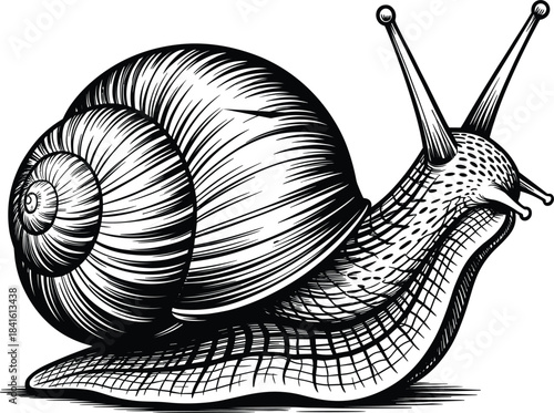 Garden snail with shell, slow moving mollusk, vintage engraving style sketch, gastropod animal vector illustration