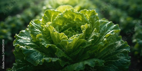 Detailed shot of fresh green lettuce leaves highlighting leaf texture and crispness for culinary presentation