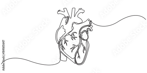 Human heart with blood vessels one line art. Continuous line drawing of human, internal, organs, heart, vector, A single line drawing of a realistic human heart, Continuous Line Anatomical Heart
