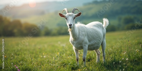 Fototapeta Naklejka Na Ścianę i Meble -  Adult white goat feeding on green grass in a summer field, highlighting livestock grazing patterns, World Animal Day