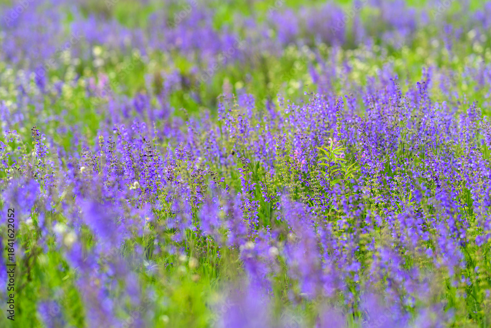 Naklejka premium A Beautiful Lavender Field in Full Bloom, Capturing Stunning Aesthetic and Serenity in Nature
