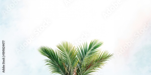 Photo of palm leaves used a...