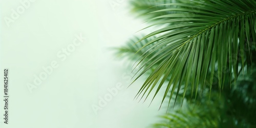 Coconut palm tree leaves in...