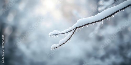 Snow-covered tree branch du...