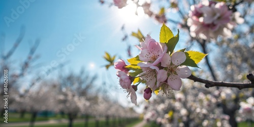 Real fruit trees in full bl...