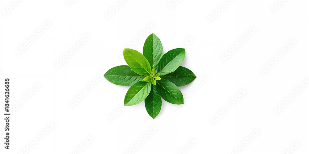 Naklejka premium Fresh guava green leaves isolated on white background, suitable for botanical backgrounds or UI design
