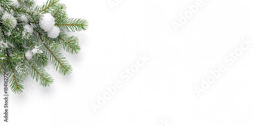 Branches of a cedar tree us...