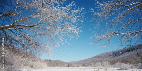 Bare tree branches in winte...