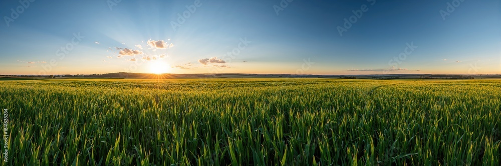 Naklejka premium Field grass at dawn on a farm during summer, serving as a natural background for agricultural layouts