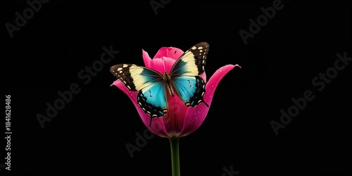 Colorful butterfly resting ...