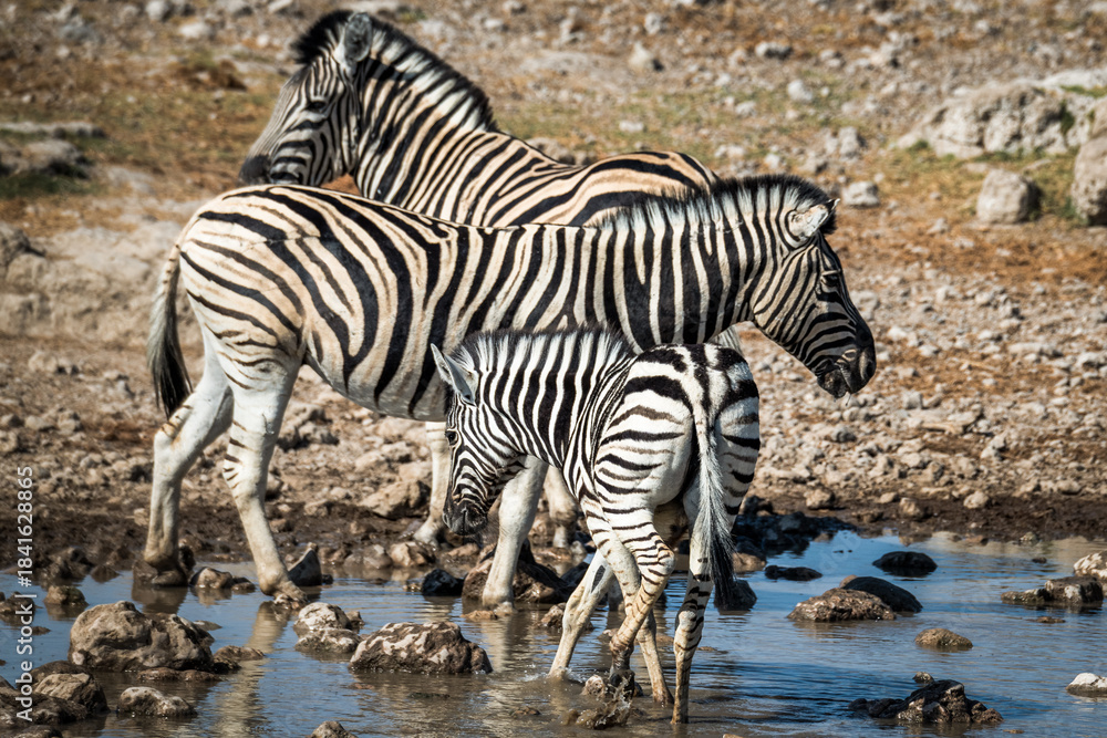Obraz premium Ein #tag im Etosha Nationalpark 