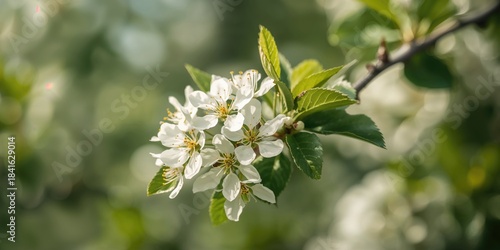 Blackthorn, a native shrub ...