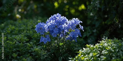 Blue-flowered Phlox subulat...