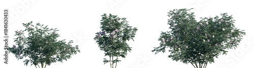 Obraz na płótnie Set of Rosa virginiana (commonly known as the Virginia rose, common wild rose or