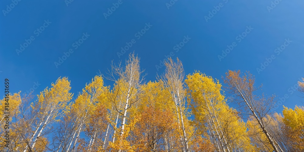 Fototapeta premium Autumn birch forest with bright yellow leaves viewed from below, seasonal change