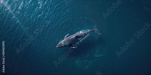 A Southern Right Whale and ...