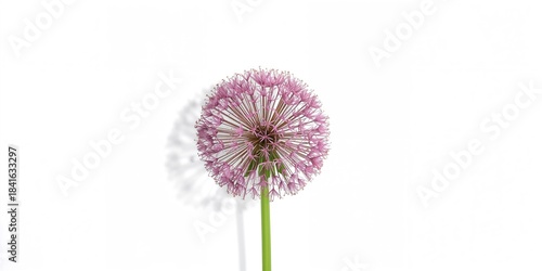 Artificial Allium flower is...