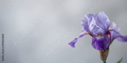 Japanese iris flowers again...