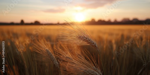 Barley fields illuminated b...