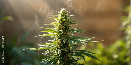 Home-grown cannabis plant w...