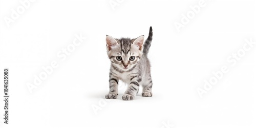 Tabby cat with black markings on silver coat engaging in playful activity, highlighting feline movement, isolated image