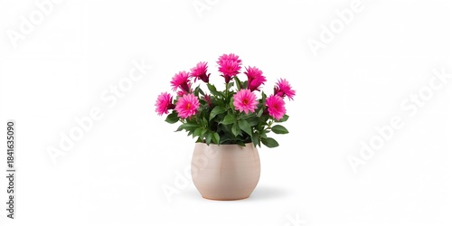 Pink Christmas cactus in a ...