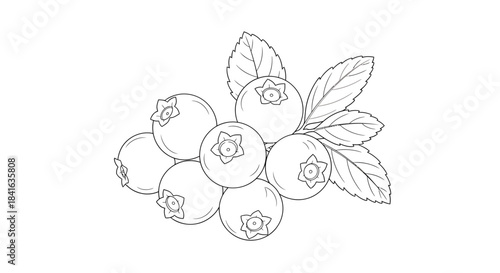 Delicate line drawing of a cluster of blueberries with leaves ready to colorize